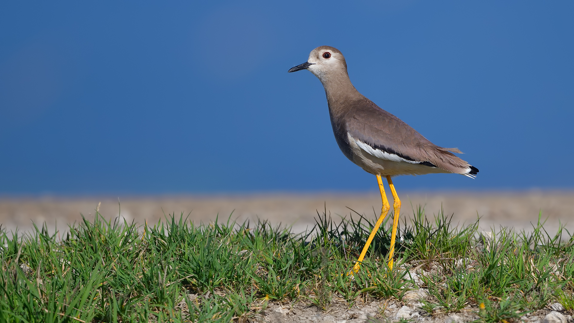 White-tailed Lapwing